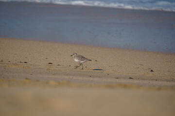 Plover (Pluvialis squatarola) walking on the beach by the sea