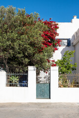 Greek Island, Cyclades architecture. Iron blue vintage gate blooming red bougainvillea. Vertical