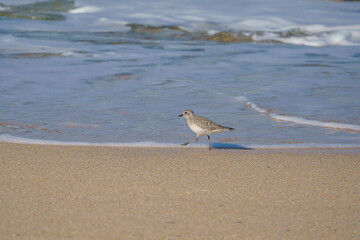 Plover (Pluvialis squatarola) walking on the beach by the sea