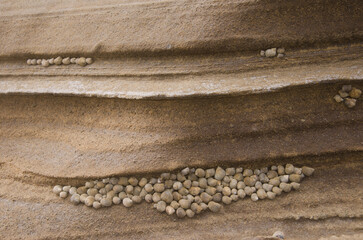 Periwinkles Tectarius striatus. Montana Clara. Integral Natural Reserve of Los Islotes. Canary...