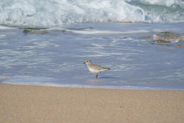 Plover (Pluvialis squatarola) walking on the beach by the sea