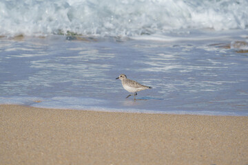 Plover (Pluvialis squatarola) walking on the beach by the sea