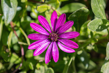 Purple African daisy, Osteospermum is a genus of flowering plants belonging to the Calendulae, one...