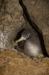 Cory's shearwater Calonectris borealis chick in its nest. Montana Clara. Integral Natural Reserve of Los Islotes. Canary Islands. Spain. © Víctor