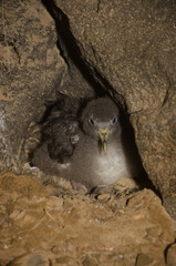 Cory's shearwater Calonectris borealis chick in its nest. Montana Clara. Integral Natural Reserve of Los Islotes. Canary Islands. Spain. © Víctor
