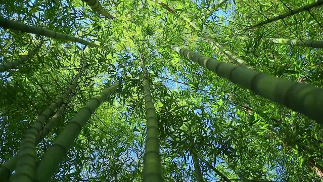 green bamboo plants and leaves in a forest, rotating shot