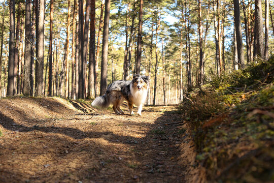 Happy blue merle shetland sheepdog purebreed walking in forest.
