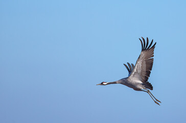 Common crane - Grus grus in flight at spring