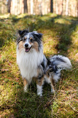 Blue merle shetland sheepdog sitting in forest gtrass with sunlight.