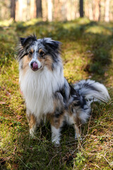 Blue merle shetland sheepdog sitting in forest gtrass with sunlight.