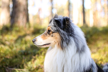 Close up photo of blue merle shetland sheepdog portrait dog sitting in daylight sun.