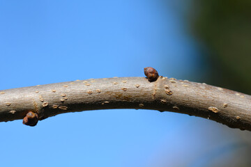 Weeping white mulberry