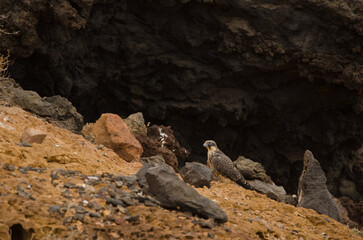 Eleonora's falcon Falco eleonorae. Young. Montana Clara. Integral Natural Reserve of Los Islotes. Canary Islands. Spain.