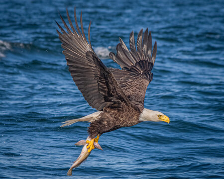 Shallow focus shot of a bald eagle holding its fish prey and flying over the sea in bright sunlight