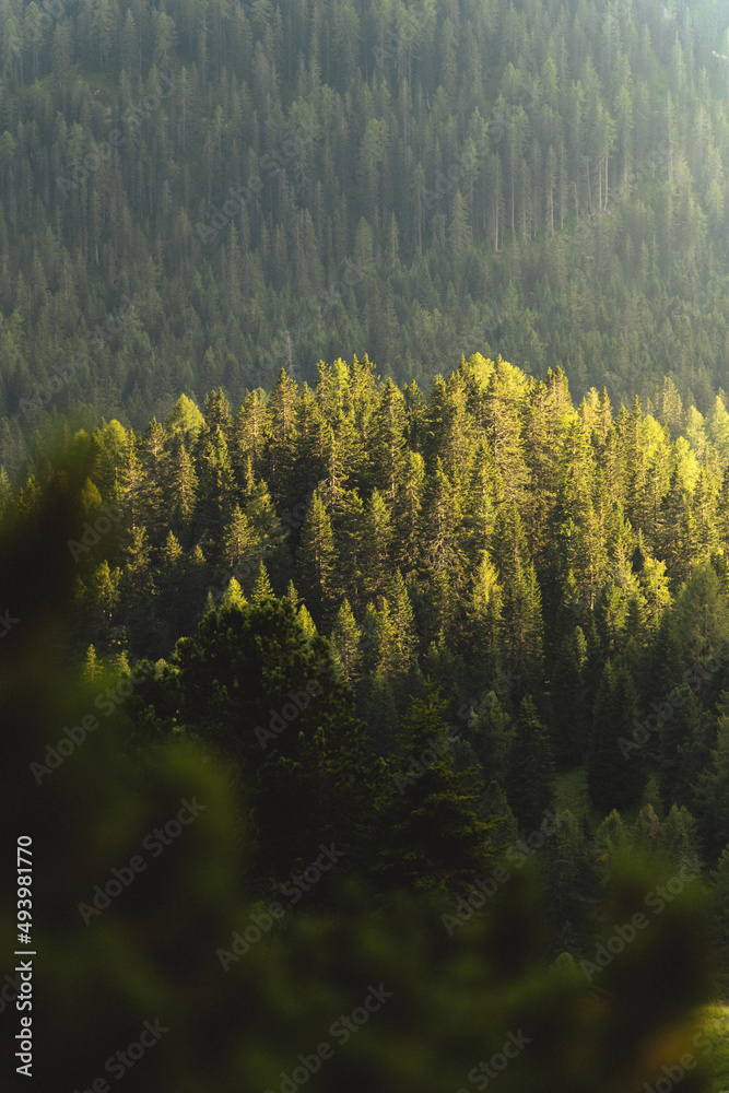 Canvas Prints Vertical photo of pine tree forests