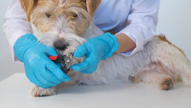 Grooming procedure in a veterinary clinic. The process of cutting a dog's nails with a tool.