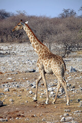 Giraffe in rocky terrain, Etosha National Park, Namibia
