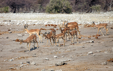 Group of impala approaching a waterhole, Etosha National Park, Namibia
