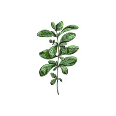 Vegetable marjoram leaves on branch, spice for cooking - sketch vector illustration isolated on white background.