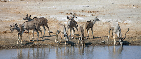Naklejka na ściany i meble Group of Kudu drinking at a waterhole, Etosha National Park, Namibia 