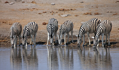 Fototapeta na wymiar Group of zebra drinking at a waterhole, Etosha National Park, Namibia 