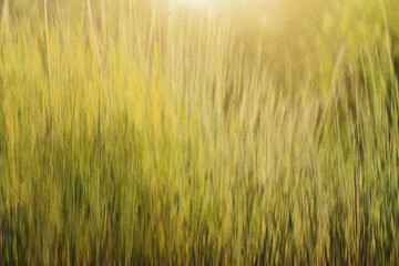 Fototapeta premium summer green yellow reed grass meadow nature sunlight background