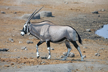 Male Oryx leaving a waterhole, Etosha National Park, Namibia

