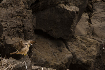 Obraz premium Eleonora's falcon Falco eleonorae. Young flapping. Montana Clara. Integral Natural Reserve of Los Islotes. Canary Islands. Spain.