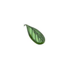 Marjoram or oregano single fresh green leaf vector illustration isolated.