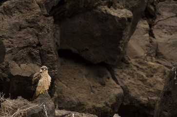Eleonora's falcon Falco eleonorae. Young fluffing its plumage. Montana Clara. Integral Natural Reserve of Los Islotes. Canary Islands. Spain.