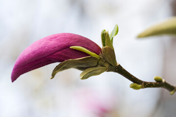 Purpur Magnolie