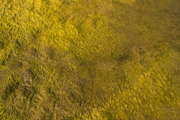
Water wet green moss Texture Background. Natural Background Texture