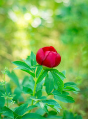 Dobrogean peony flower in the natural environment