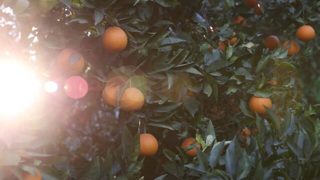 Orange tree in the garden
