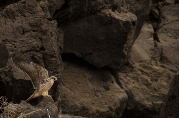 Eleonora's falcon Falco eleonorae. Young flapping. Montana Clara. Integral Natural Reserve of Los Islotes. Canary Islands. Spain.