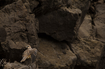 Eleonora's falcon Falco eleonorae. Young flapping. Montana Clara. Integral Natural Reserve of Los Islotes. Canary Islands. Spain.