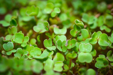 fresh healthy food. grow microgreens at home. The appearance of a sprout from a seed. natural green background
