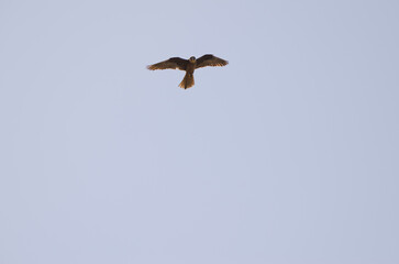 Eleonora's falcon Falco eleonorae. Light morph in flight. Montana Clara. Integral Natural Reserve of Los Islotes. Canary Islands. Spain.