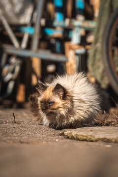 Small kittens search for the food. Homeless abandoned animals alone on the street concept background photo
