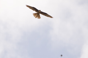 Eleonora's falcon Falco eleonorae. Light morph in flight. Montana Clara. Integral Natural Reserve of Los Islotes. Canary Islands. Spain.