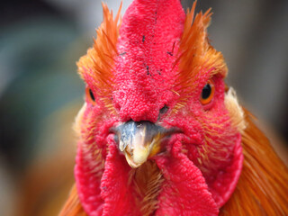 Closeup shot of a male chicken in a village in Dongguan, China