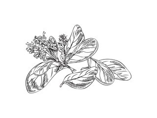 Marjoram branch with leaves and flowers, monochrome sketch vector illustration isolated on white background.