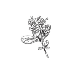Blossoming marjoram branch with flowers engraving vector illustration isolated.