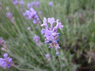 一輪のラベンダー