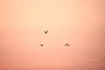 Birds with open wings flying in the sky during pink sunset - the concept of freedom