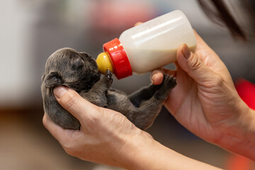 Closeup of the hands feeding a puppy from the bottle.