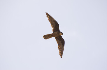Eleonora's falcon Falco eleonorae. Light morph in flight. Montana Clara. Integral Natural Reserve of Los Islotes. Canary Islands. Spain.