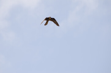 Fototapeta na wymiar Eleonora's falcon Falco eleonorae. Light morph in flight. Montana Clara. Integral Natural Reserve of Los Islotes. Canary Islands. Spain.