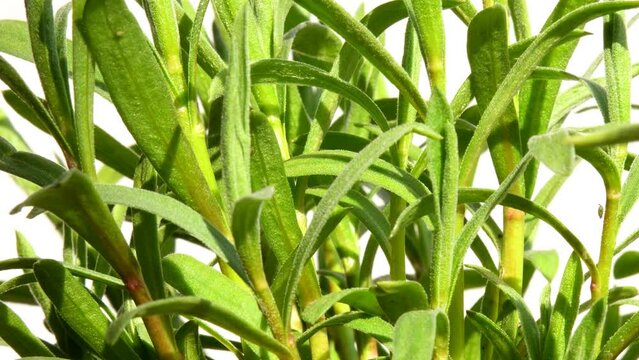 Tarragon, closeup of the green fresh herb in sprin