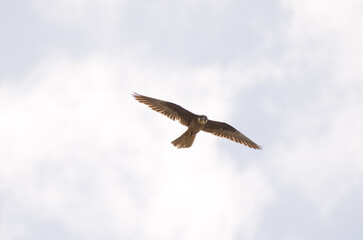 Eleonora's falcon Falco eleonorae. Light morph in flight. Montana Clara. Integral Natural Reserve of Los Islotes. Canary Islands. Spain.